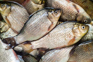 Fresh river crucian carp. Fishing catch: a lot of live crucian carp