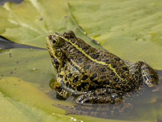 Grenouille verte nénuphar