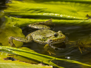 Grenouille verte nénuphar