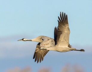 Obraz premium Two cranes in flight against a pale blue sky (1)