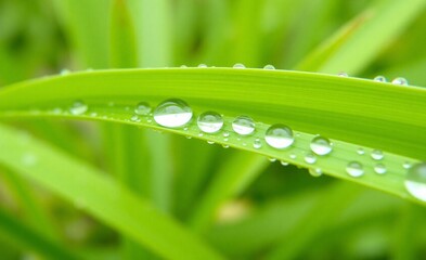 Tiny glistening water droplets cling to a vibrant green blade of grass, reflecting light beautifully on a fresh morning.