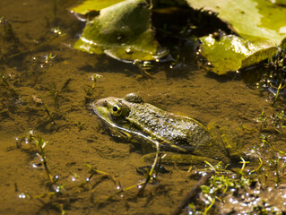 Grenouille verte nénuphar
