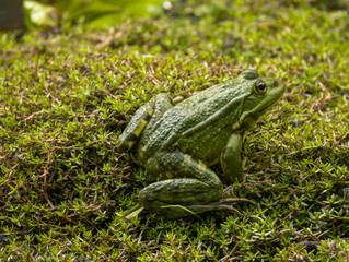 Grenouille verte nénuphar
