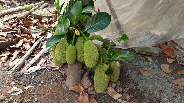 Cempedak (Artocarpus integer) fruit on the plant. This fruit is very delicious and has a fragrant aroma.