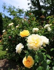 Lush garden showcasing various pastel-colored roses in full bloom under a partly sunny sky