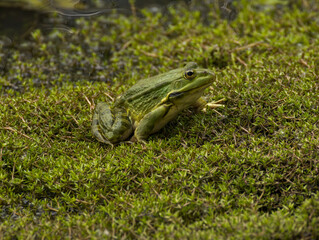 Grenouille verte nénuphar
