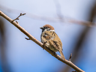 枝にとまるスズメ