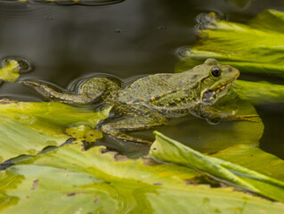 Grenouille verte nénuphar