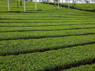 Panama Tea Plantation, captured on August 19, 2025. Aerial view of green tea fields on rolling hills with neat rows and misty mountains in morning light.