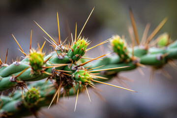 Cactus covered with thorns