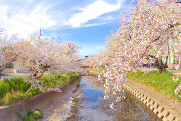 [愛知県]丹羽郡大口町の五条川の桜並木