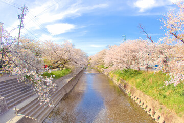 [愛知県]丹羽郡大口町の五条川の桜並木