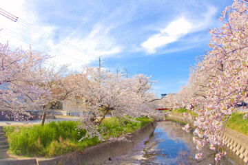 [愛知県]丹羽郡大口町の五条川の桜並木
