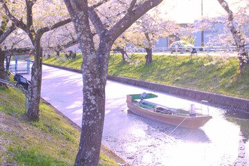 [愛知県]丹羽郡大口町の五条川の桜並木