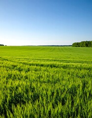 Fototapeta premium Vast green field under a clear blue sky