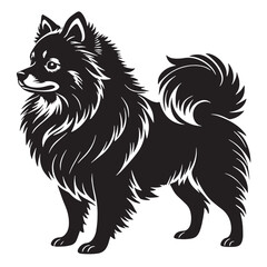 black pomeranial Silhouette Vector, High Quality Illustration on White Background