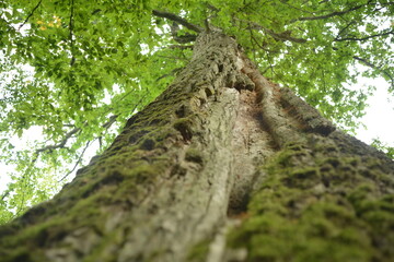 Fototapeta premium old tree trunk