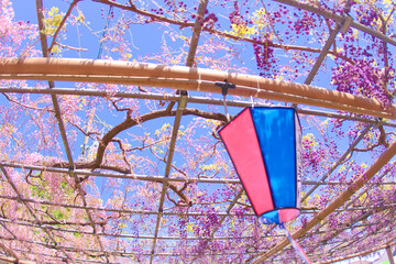 [愛知県]江南市曼陀羅寺公園の藤棚