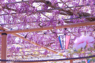 [愛知県]江南市曼陀羅寺公園の藤棚