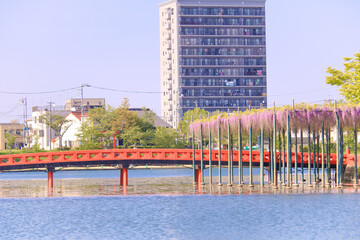 [愛知県]津島市天王川公園の藤棚