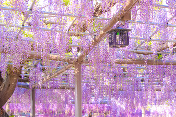 [愛知県]津島市天王川公園の藤棚