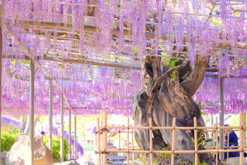 [愛知県]津島市天王川公園の藤棚