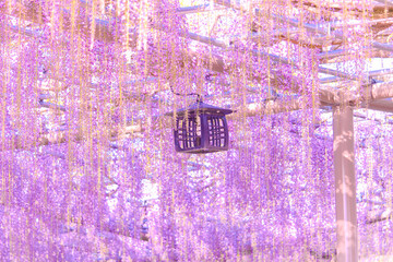 [愛知県]津島市天王川公園の藤棚