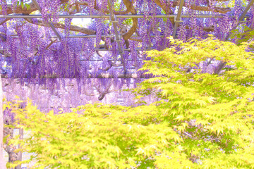 [愛知県]津島市天王川公園の藤棚