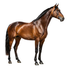 Obraz premium Brown horse standing isolated on transparent background