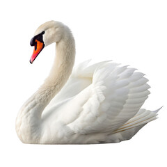 Fototapeta premium Mute swan isolated on transparent background