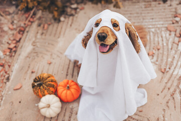 A cocker spaniel dog dressed in a ghost costume sits on the ground. Nearby are small pumpkins in various colors. The scene captures a playful Halloween theme.
