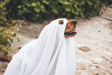 A cocker spaniel dog dressed in a white ghost costume sits outdoors. The dog appears calm and happy, surrounded by greenery.