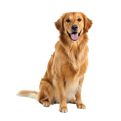 Golden Retriever:  A Stunning Canine Portrait