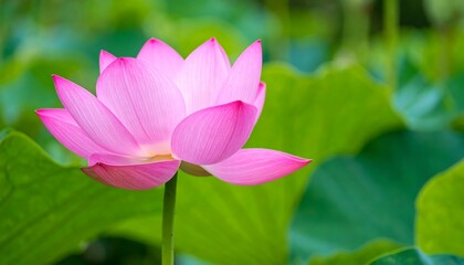 Pink lotus flower in bloom, green foliage backdrop