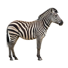 Obraz premium Majestic Zebra: African Wildlife Photography