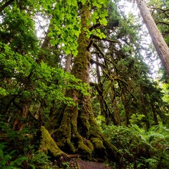 Moss-covered tree dominates a lush, green temperate rainforest scene