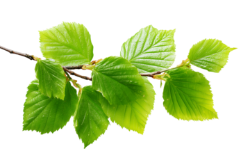 Morning coffee concept with a white mug on a wooden tabletop in a blurred cafe interior