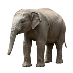 Obraz premium Young Asian Elephant: Majestic Creature, Wildlife Photography