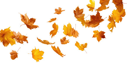 Autumn leaves swirling in motion against black background
