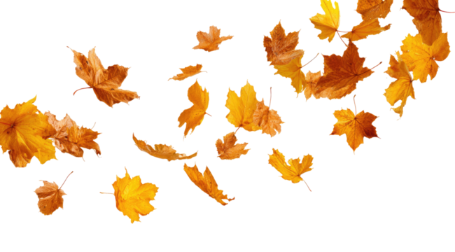 Autumn leaves swirling in motion against black background