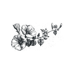Naklejka premium Detailed Ink Drawing of Convolvulus Flowers and Buds on a Branch