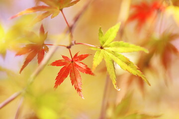 紅葉した美しいモミジ