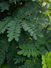A quiet corner of nature where every leaf tells a story