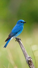 Obraz premium Vibrant blue bird perched on a branch