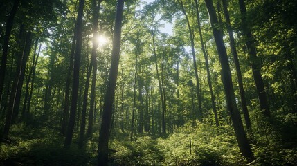 Obraz premium Sunlight Through the Forest Canopy: A Lush and Serene Woodland Scene