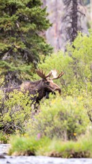 Fototapeta premium Moose in a mountain meadow (1)