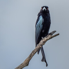 Spangled Drongo