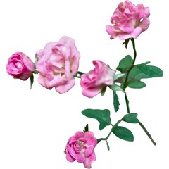 Pink baby rose flowers isolated on white background, showcasing delicate petals, soft texture, and natural green leaves. Perfect for design, decoration, and botanical illustration concepts.