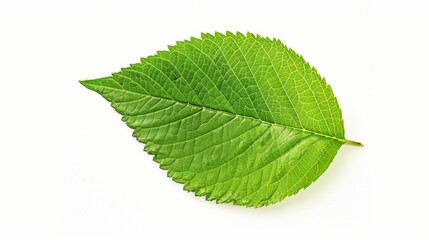 Obraz premium Fresh Green Foliage: Detailed Leaf Veins on White Background