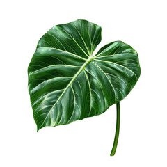 Obraz premium A large, vibrant green leaf with prominent veins, shaped like a heart, showcasing intricate textures and a lush appearance.